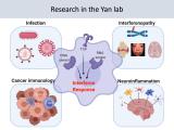 Yan Lab Research Overview
