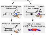 MIF is a 3’ flap nuclease that facilitates DNA replication and promotes tumor growth