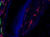 Vascular regrowth during regeneration