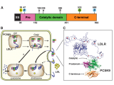 HortonPCSK9