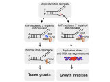 MIF is a 3’ flap nuclease that facilitates DNA replication and promotes tumor growth