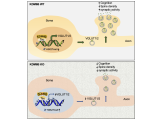 KDM6B cooperates with Tau and regulates synaptic plasticity and cognition via inducing VGLUT1/2