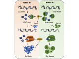 KDM6B promotes PARthanatos via suppression of MGMT repair and sustained checkpoint response.