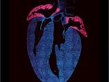 a cross section of a heart blue and pink highlights