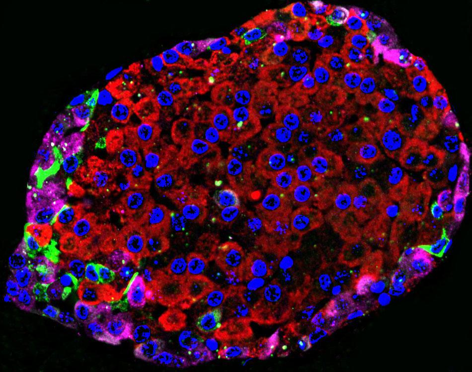 Research | Li (Wen-hong) Lab | UT Southwestern, Dallas, Texas