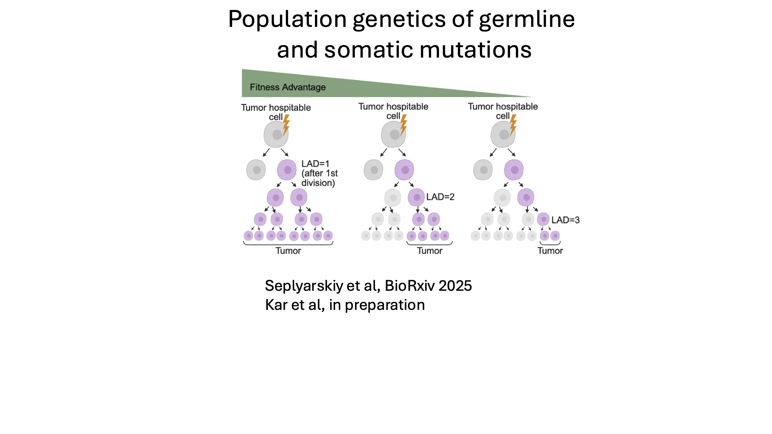 Population genetics of germline and somatic mutations 