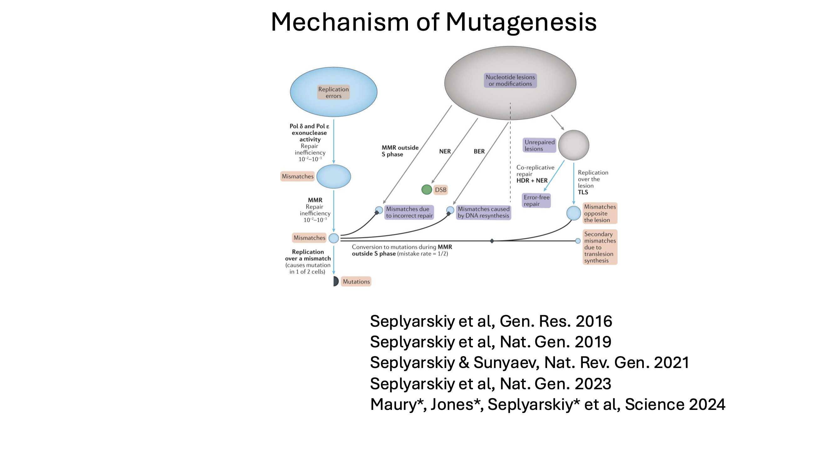 Mechanism of mutagenesis