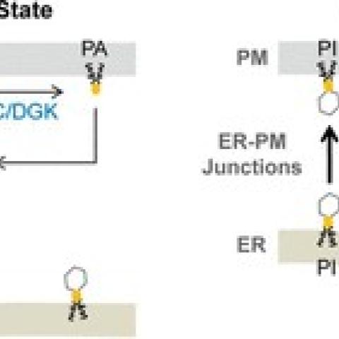 liou lab news image