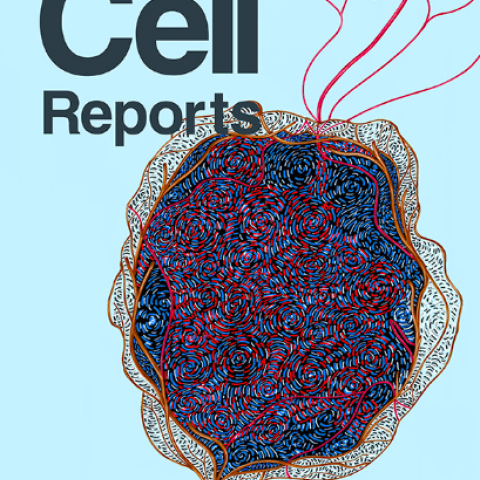 cell reports cover
