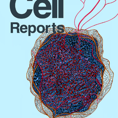 Cell Reports Cover