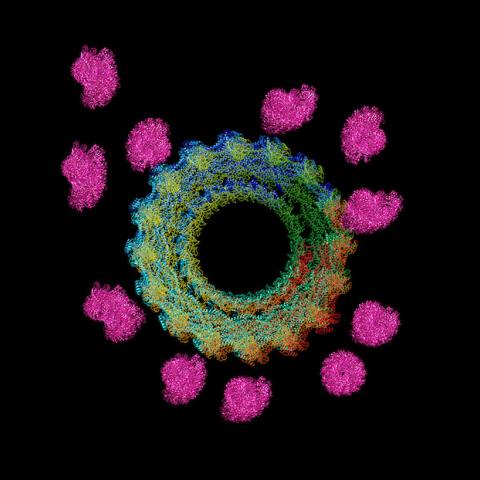 Dynamin mediated actin bundle