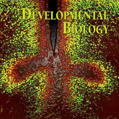 Role of Gpr161 in forebrain development.