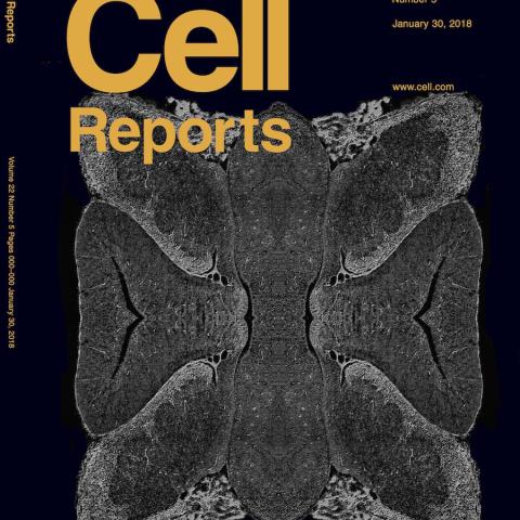 Cover article in Cell Reports