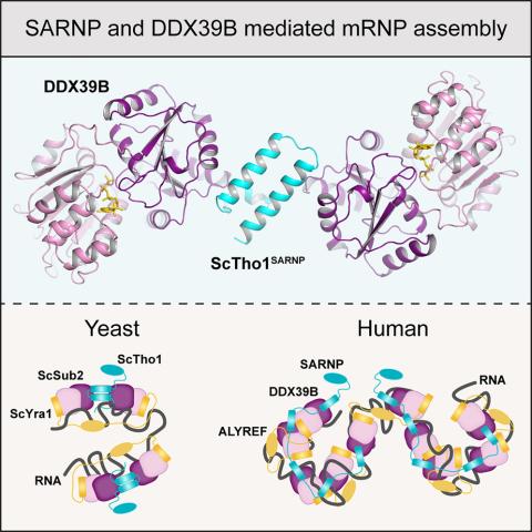 SARNP recognizes DDX39B