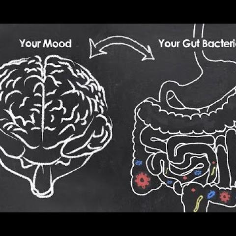 Mood and the Microbiome